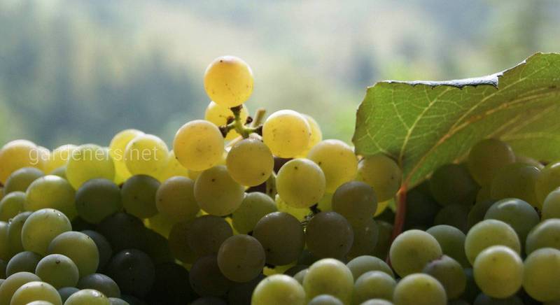 Семерка лучших зимостойких или неукрывных сортов винограда для вашего участка
