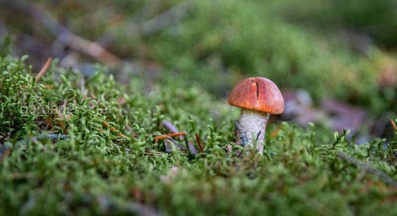 Какие грибы можно вырастить на земельном участке