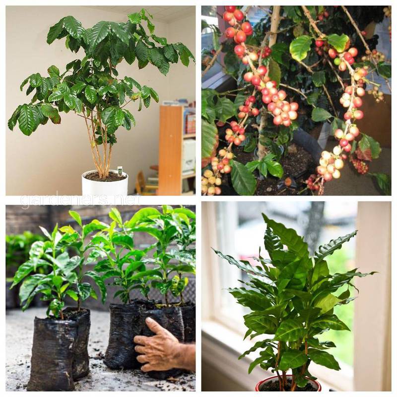 Как правильно посадить кофейное дерево?
