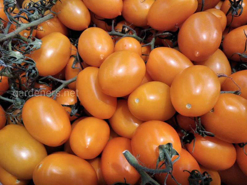 Топ-13 интересных фактов о томатах