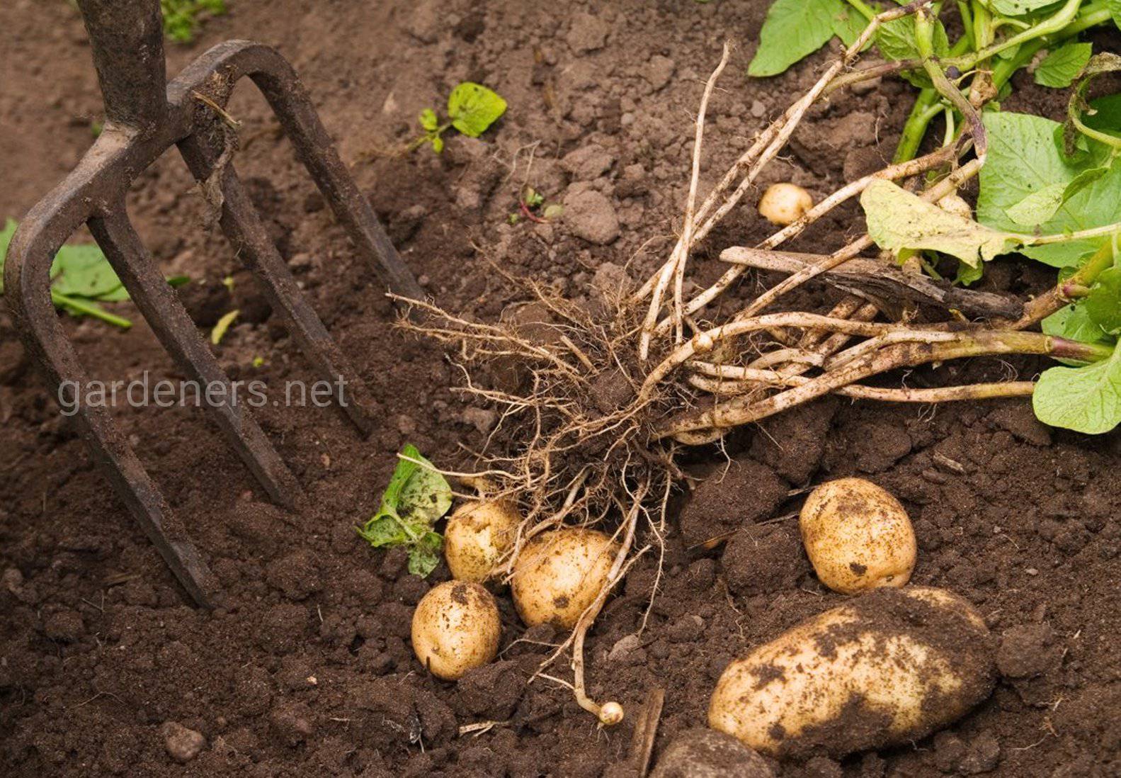К чему снится сон сажать картошку. Картофель в земле. Картошка на грядке. Посадка картошки. Картофельные грядки.