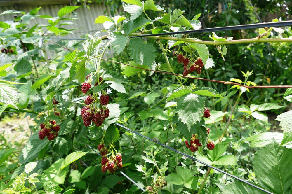 Что означает прищипывание растений и как прищипывать томаты и зачем?