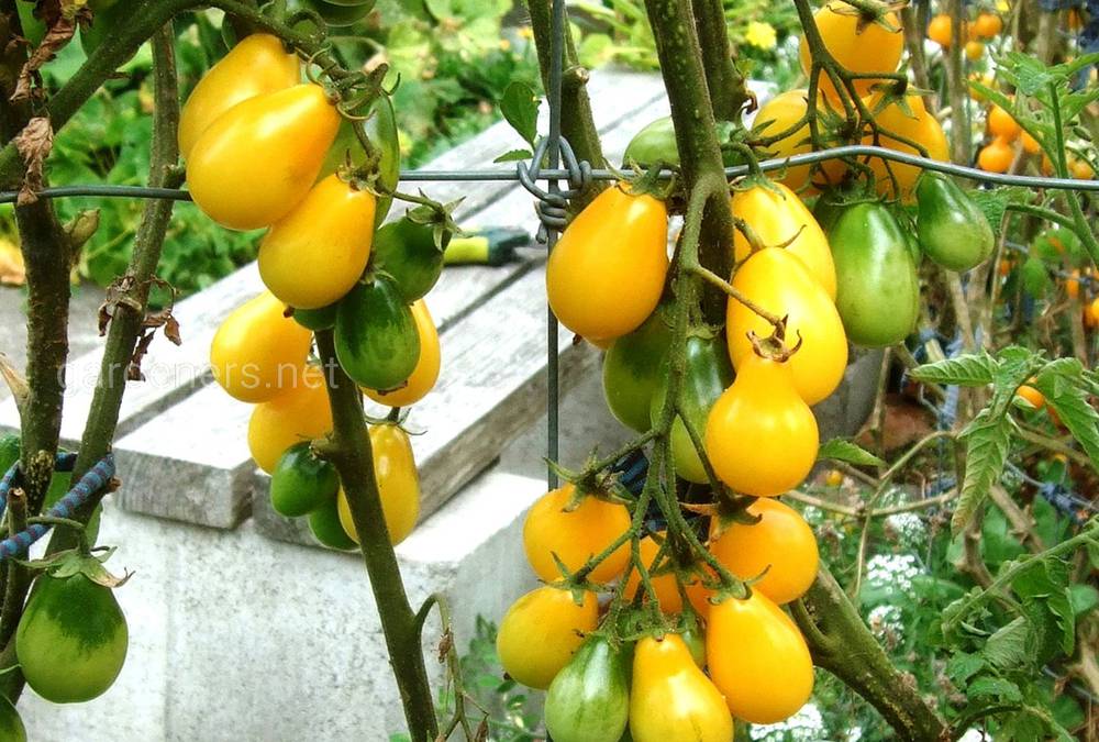 Сорт томата черри Медовая капля