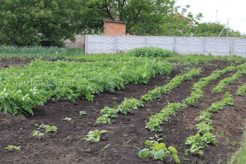 Біодинамічне сільське господарство у вашому саду: створення, переваги та основні принципи 