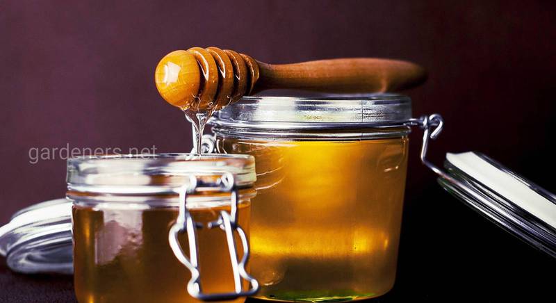 Справжній мед: прості поради, які допоможуть вибрати якісний мед