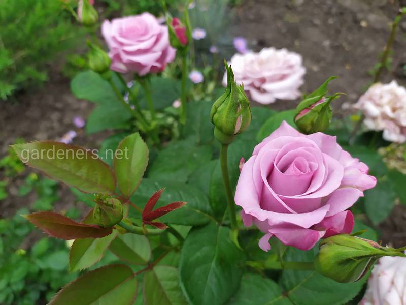 Як правильно садити і підтримувати троянди в саду?