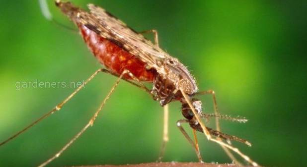 Кровосисні комарі - хто вони і навіщо їм наша кров?