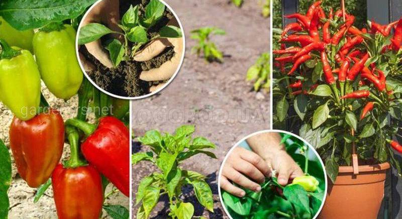 Секрети посадки і вирощування перцю в грунті, теплиці і вдома