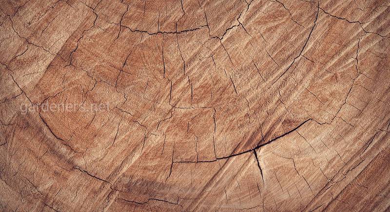 Породы древесины, их особенности и достоинства