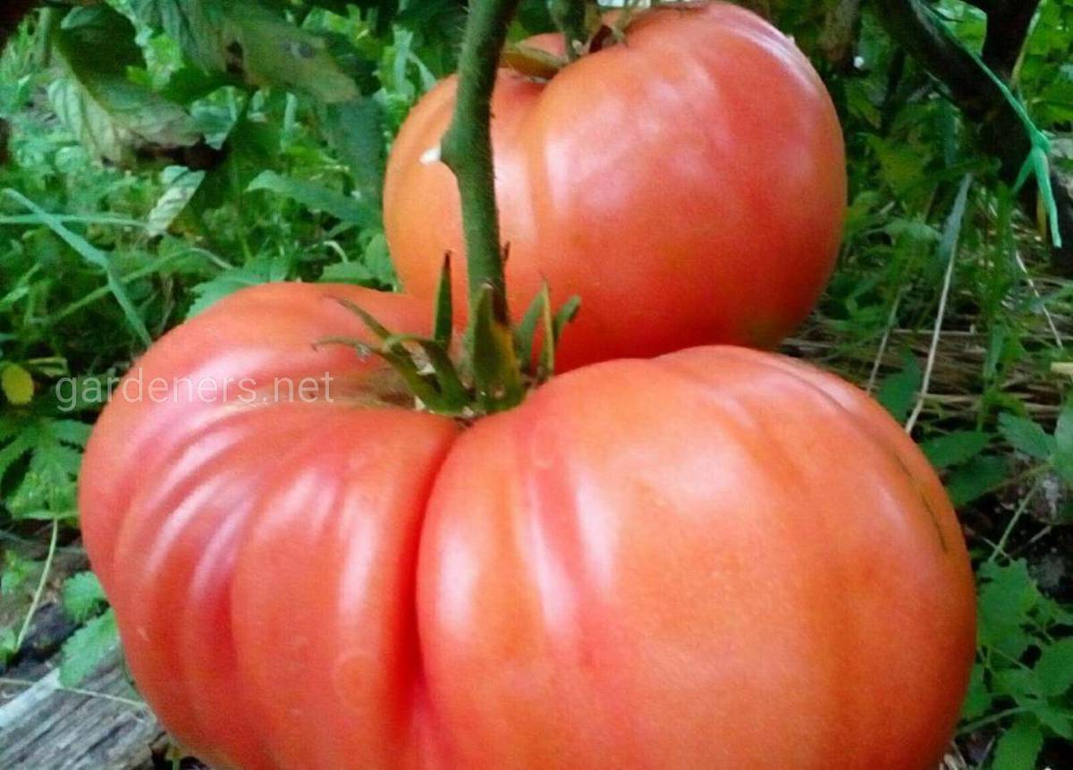 Сорт томата “Малиновый гигант”