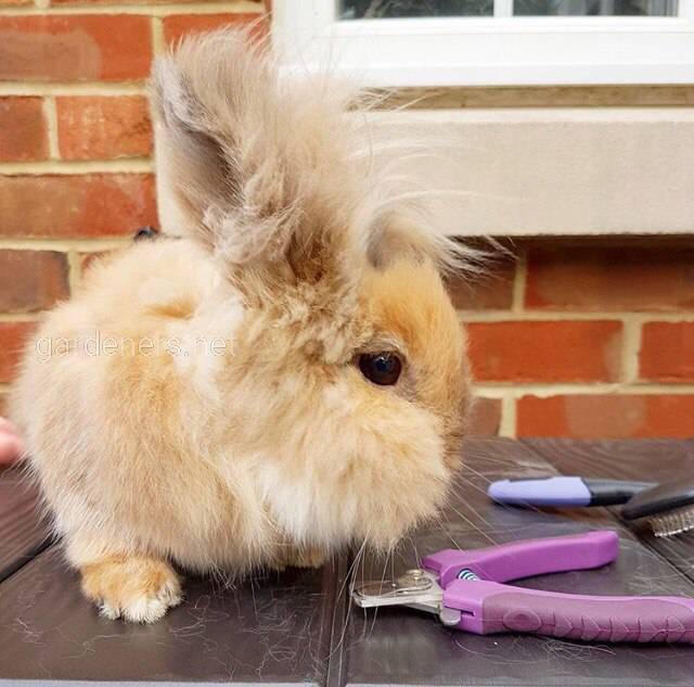 Как подстричь колтуны декоративного кролика