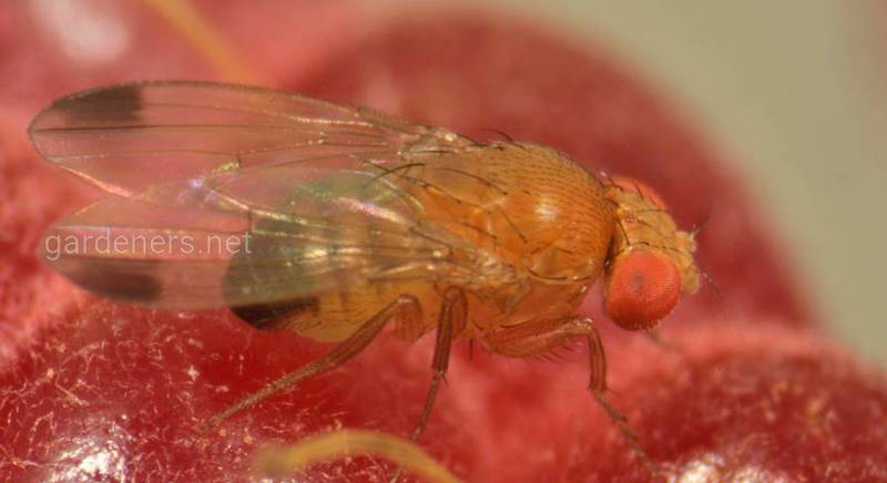 Як контролювати чисельність азиатської плодової мухи?