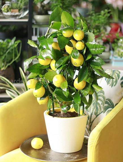 Як доглядати за лимонним деревом?