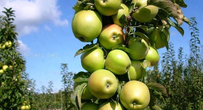 Как выращивать колонновидную яблоню и в чем её преимущества?