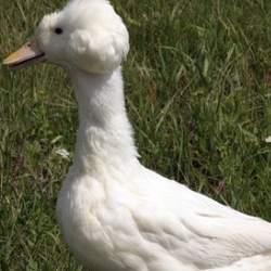 blag-duck