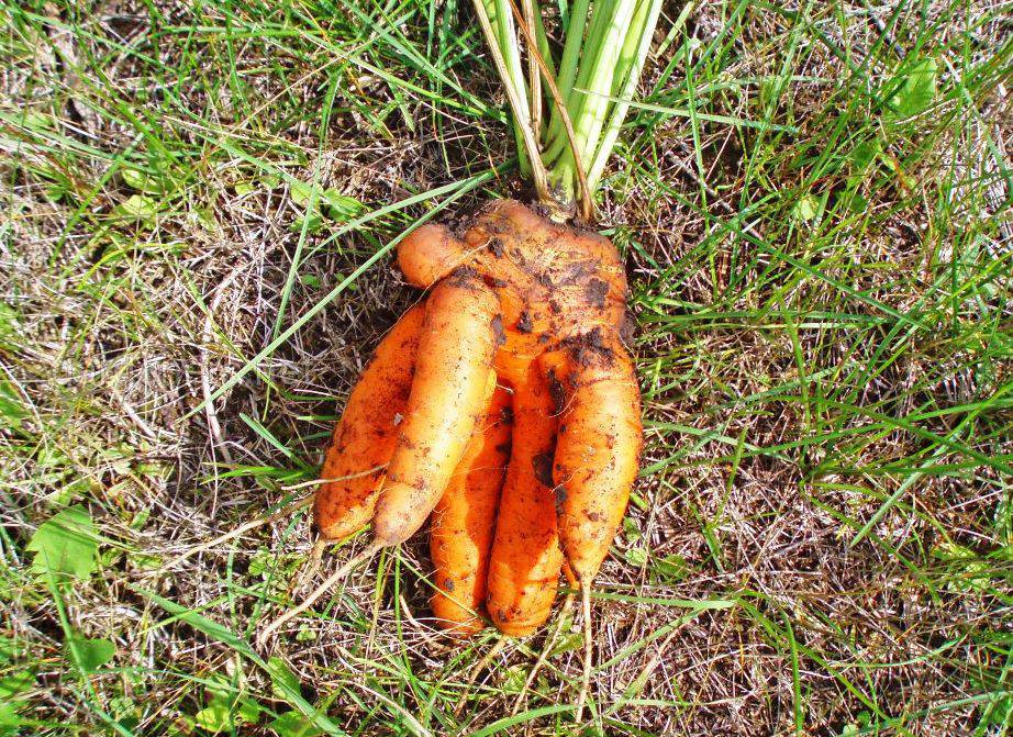 почему корявая морковь
