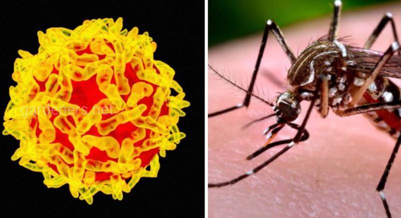 Жовта лихоманка - гостре вірусне захворювання людини, переносником якого є комарі