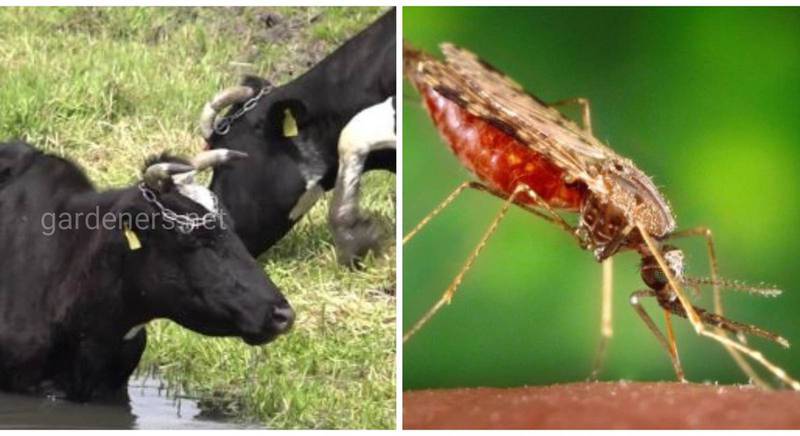 Сетариоз - гельминтное заболевание животных, которым может заражаться человек через укусы кровососущих насекомых