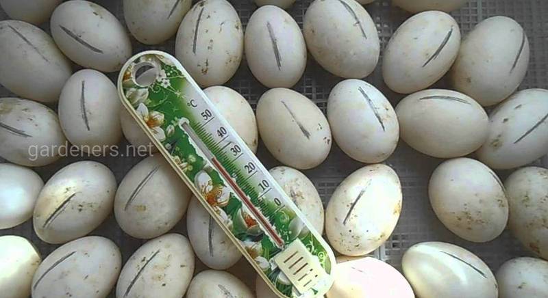 Режим инкубации индюшиных яиц: правила и нормы
