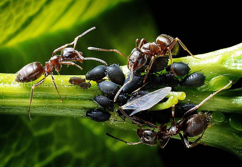Як боротися з попелицею та мурахами за допомогою натуральних препаратів?
