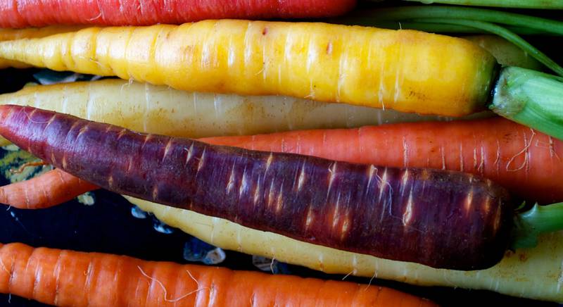 Сорта моркови: фиолетовая, желтая, белая, красная