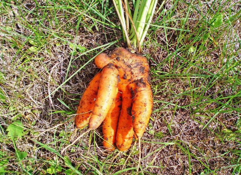 Профилактика поражения моркови белой гнилью