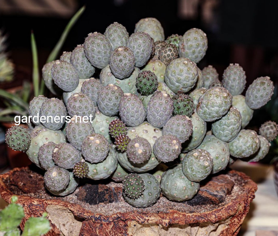 Tephrocactus