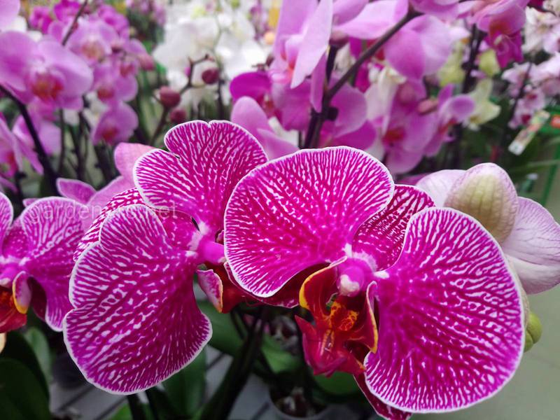 Как черенковать орхидею: от черенка до цветения