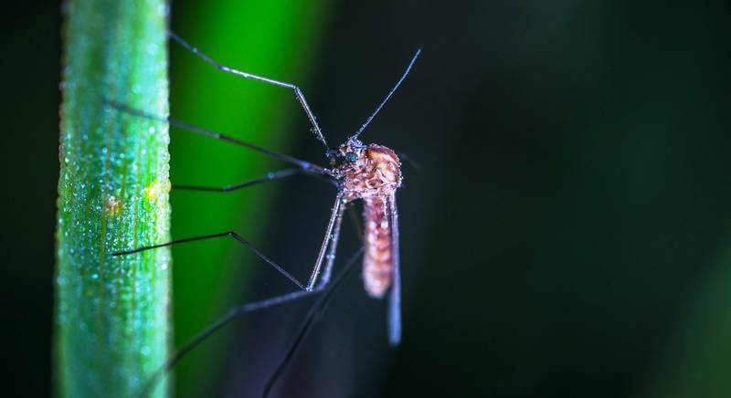 Як зробити натуральний засіб від комарів із лаванди?