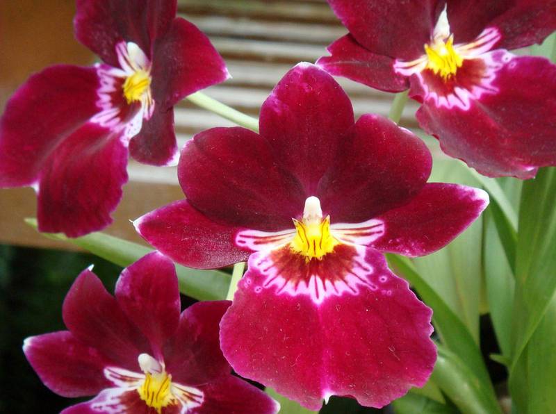 Мильтониопсис - орхидея, похожая на анютины глазки!