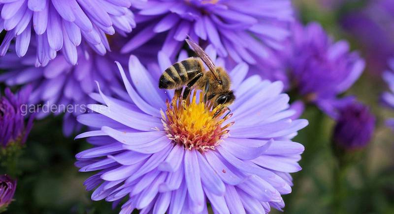 Признаки болезни и варианты лечения пчел