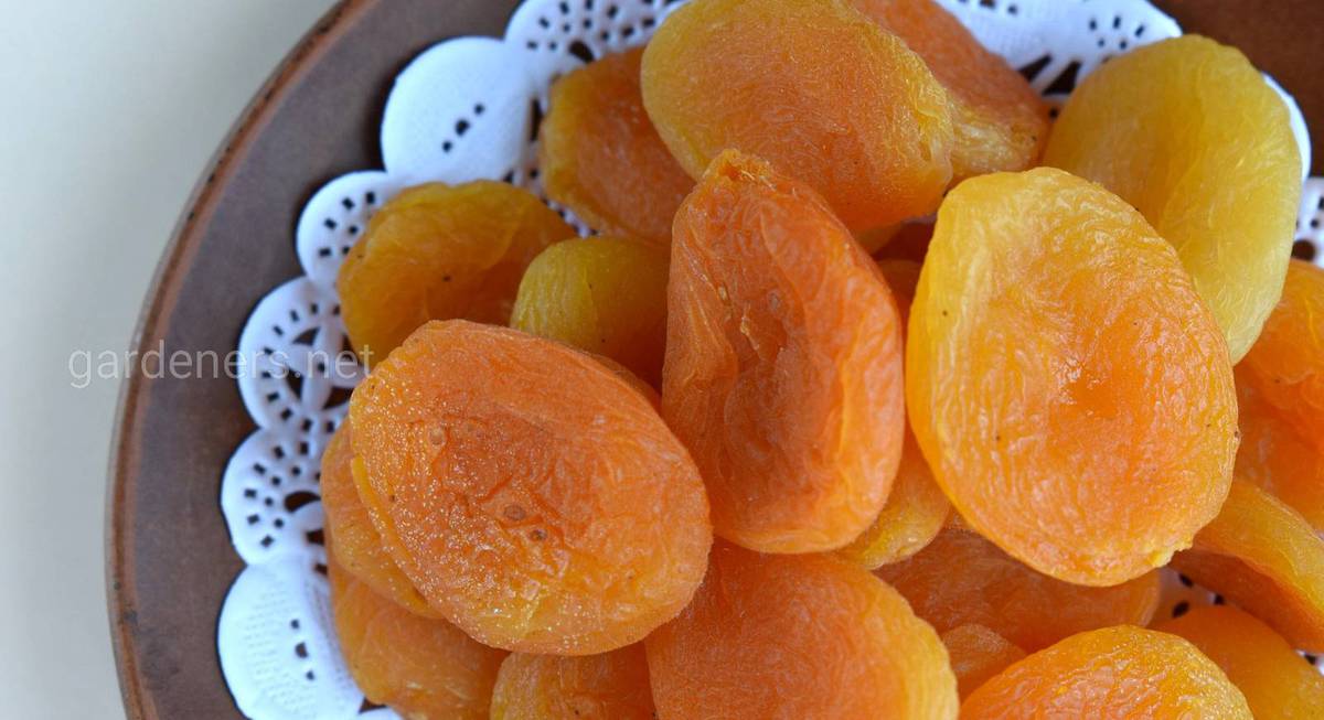 Сорта абрикоса для сушки: лучшие сорта для кураги и правила ееприготовления