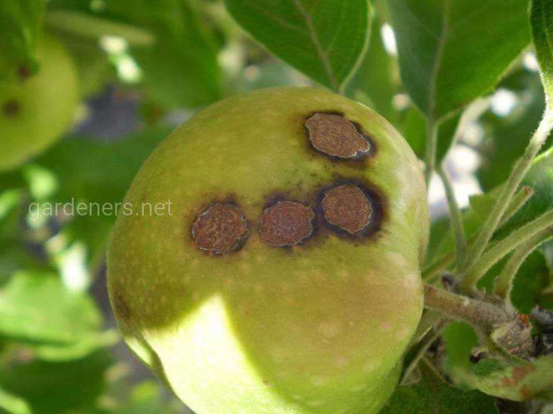 Как распознать паршу яблони? Что способствует ее распространению?