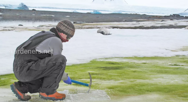В Антарктиде обнаружен "зеленый снег"