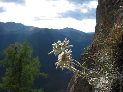 Эдельвейс альпийский: самое загадочное растение гор.