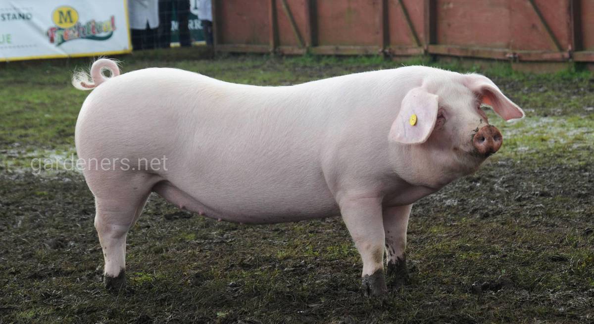 Порода свиней йоркшир