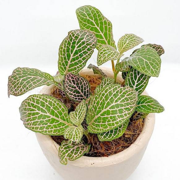 Fittonia Red Vein