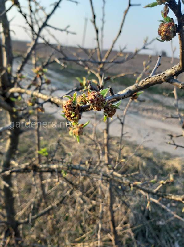 Загородная жизнь