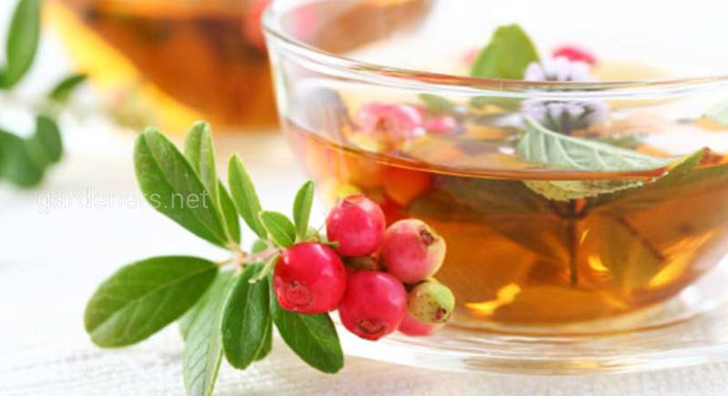 Чай из толокнянки - лечебные свойства, рецепты и побочные эффекты