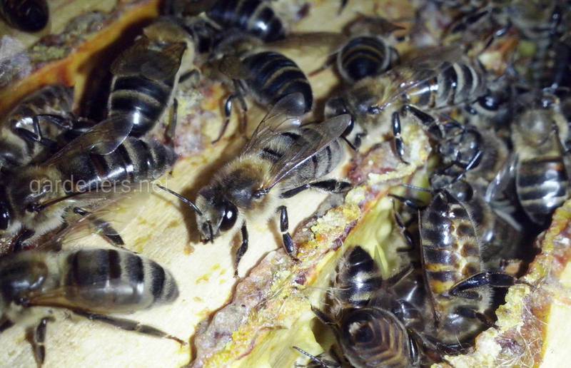 Как подготовить пчел к медосбору из акации?