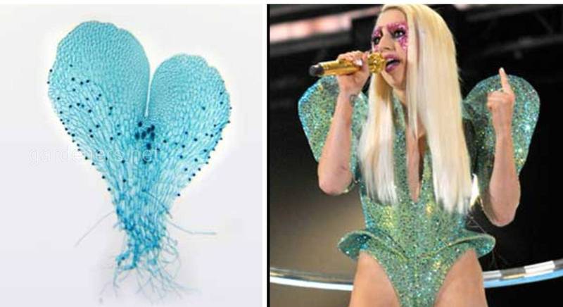 Преданность фанов, она такая... ученые назвали целый род папоротников - Gaga, в честь кумира Lady Gaga 