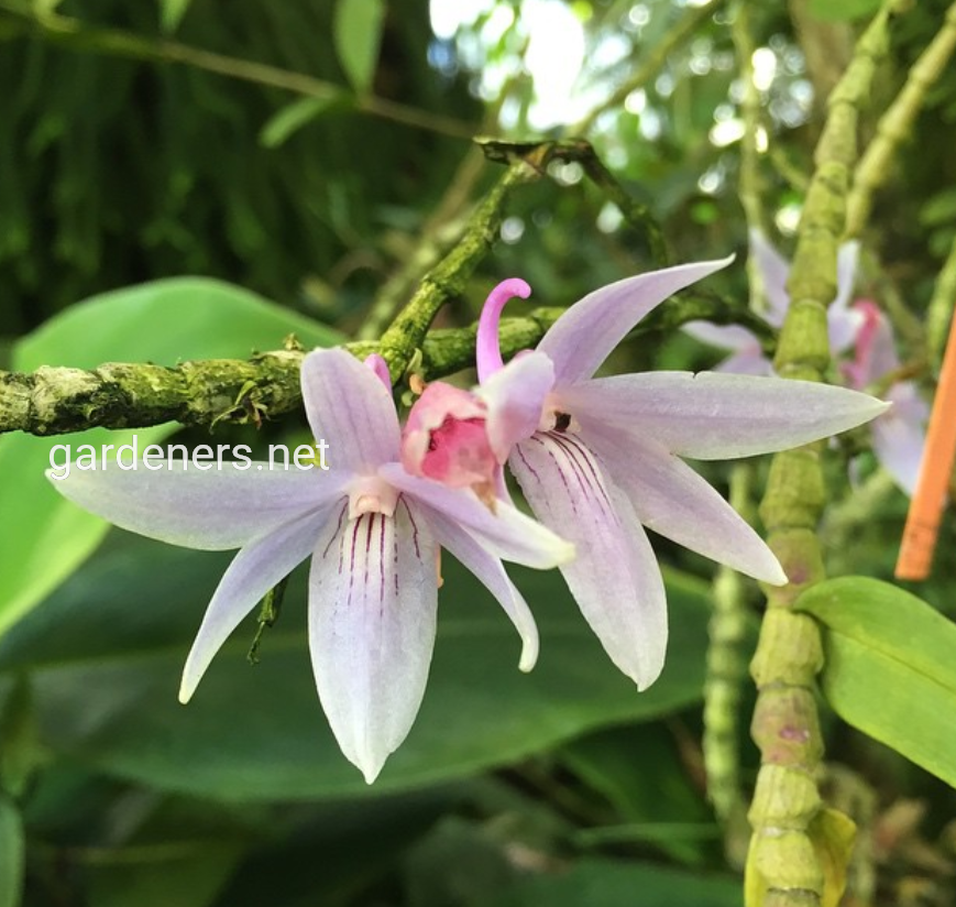 Dendrobium ceraula