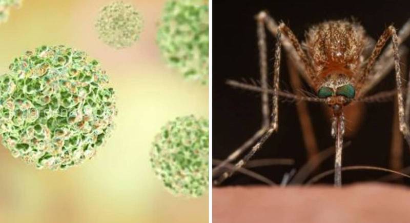 Лихорадка Синдбис - вирусное заболевание, которое передают человеку комары от птицы
