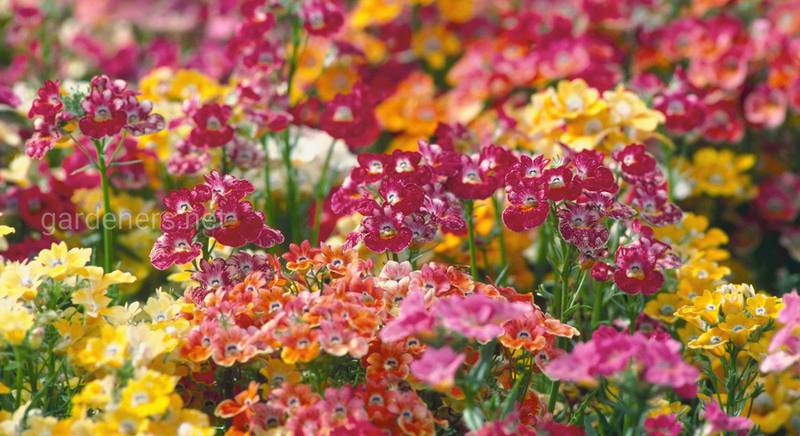 Немезія: різноманітність барвистих сортів пишно квітучої рослини