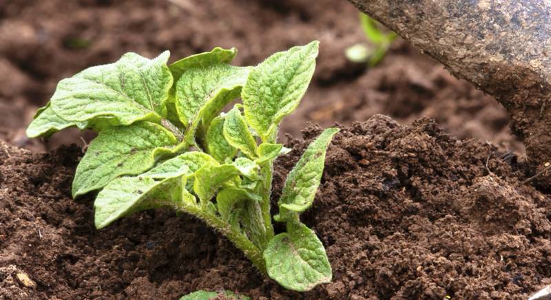 Особенности выращивания картофеля из семян. Плюсы и минусы