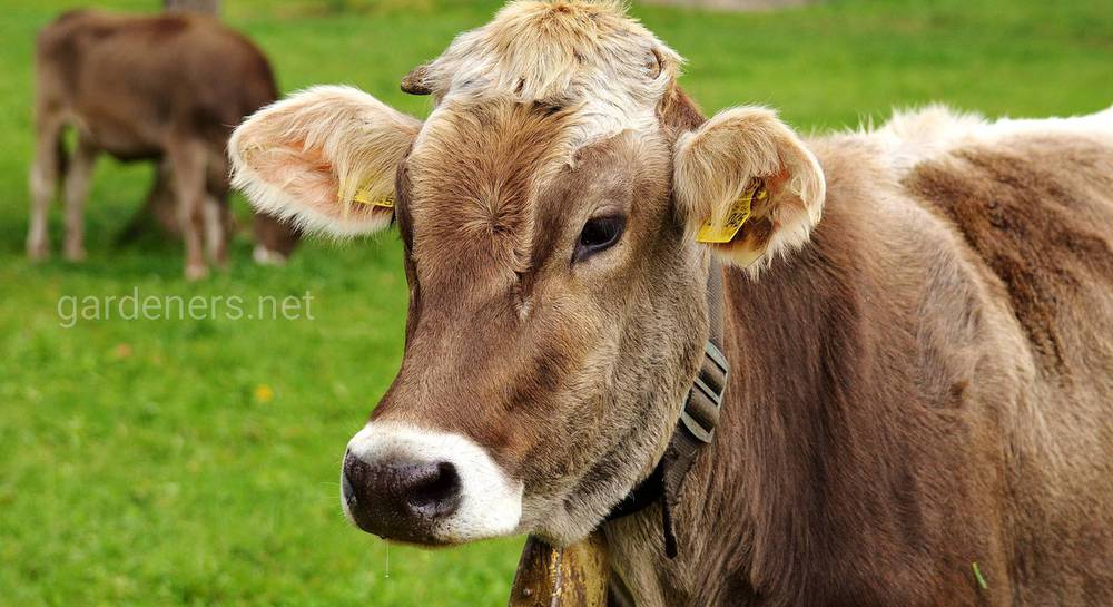 Сколько корова даёт молока в день | Огородники