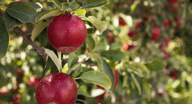 Экологизация систем защиты яблони от доминирующих вредителей