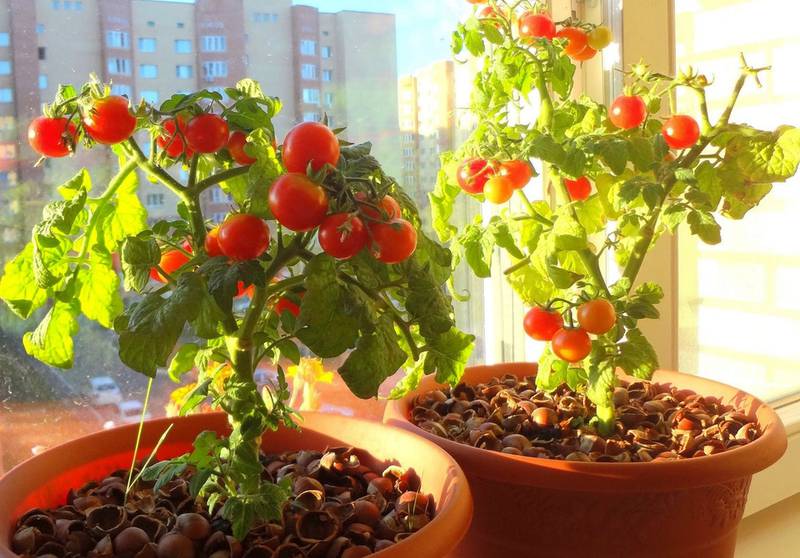 Как сделать собственный субстрат для посадки помидоров в горшках?