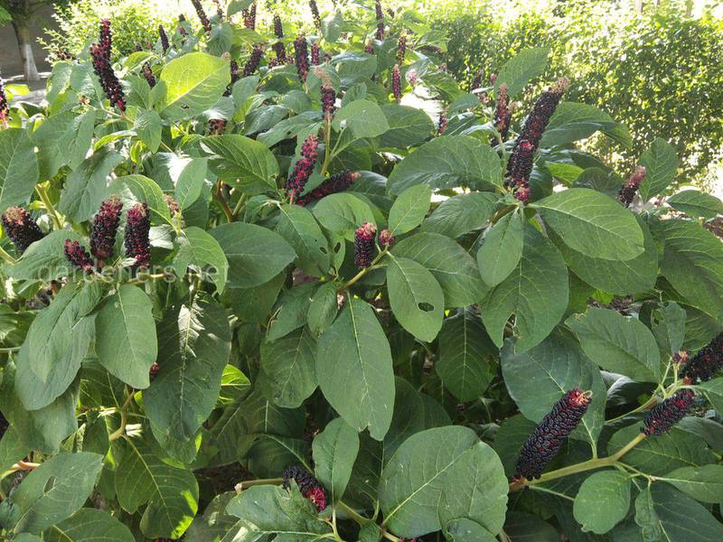 Лаконос американский - странные ягоды, которые растут вдоль дороги