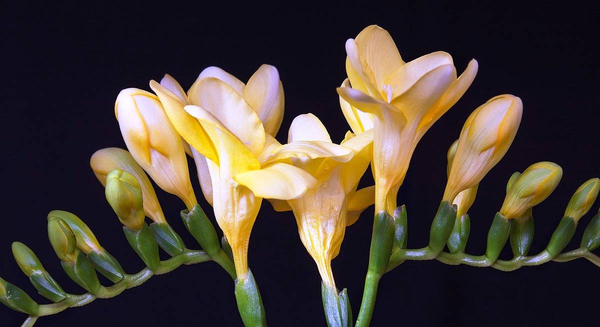 Цветок фрезия фото выращивание размножение